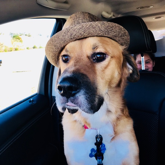 Meet your Posher, Anne - Picture 2 of 2